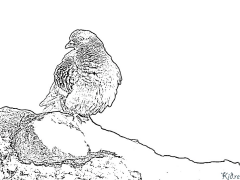 pigeon Shafukan Masu Launi Da Ake Bugawa